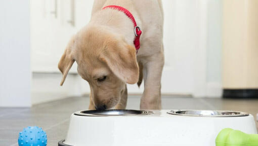 Increasing 2025 puppy food